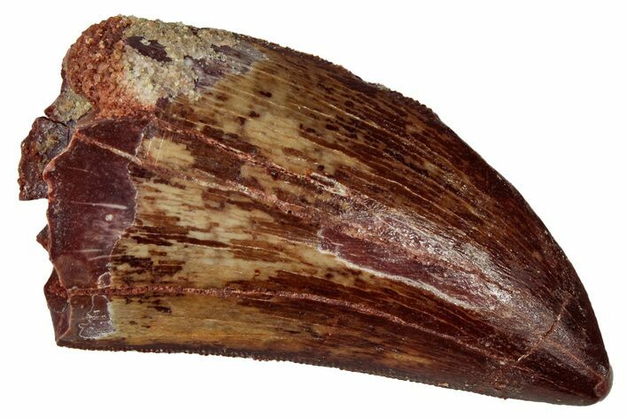 Serrated, Carcharodontosaurus Tooth - Real Dinosaur Tooth #341268